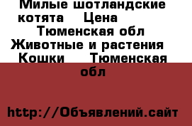 Милые шотландские котята  › Цена ­ 1 000 - Тюменская обл. Животные и растения » Кошки   . Тюменская обл.